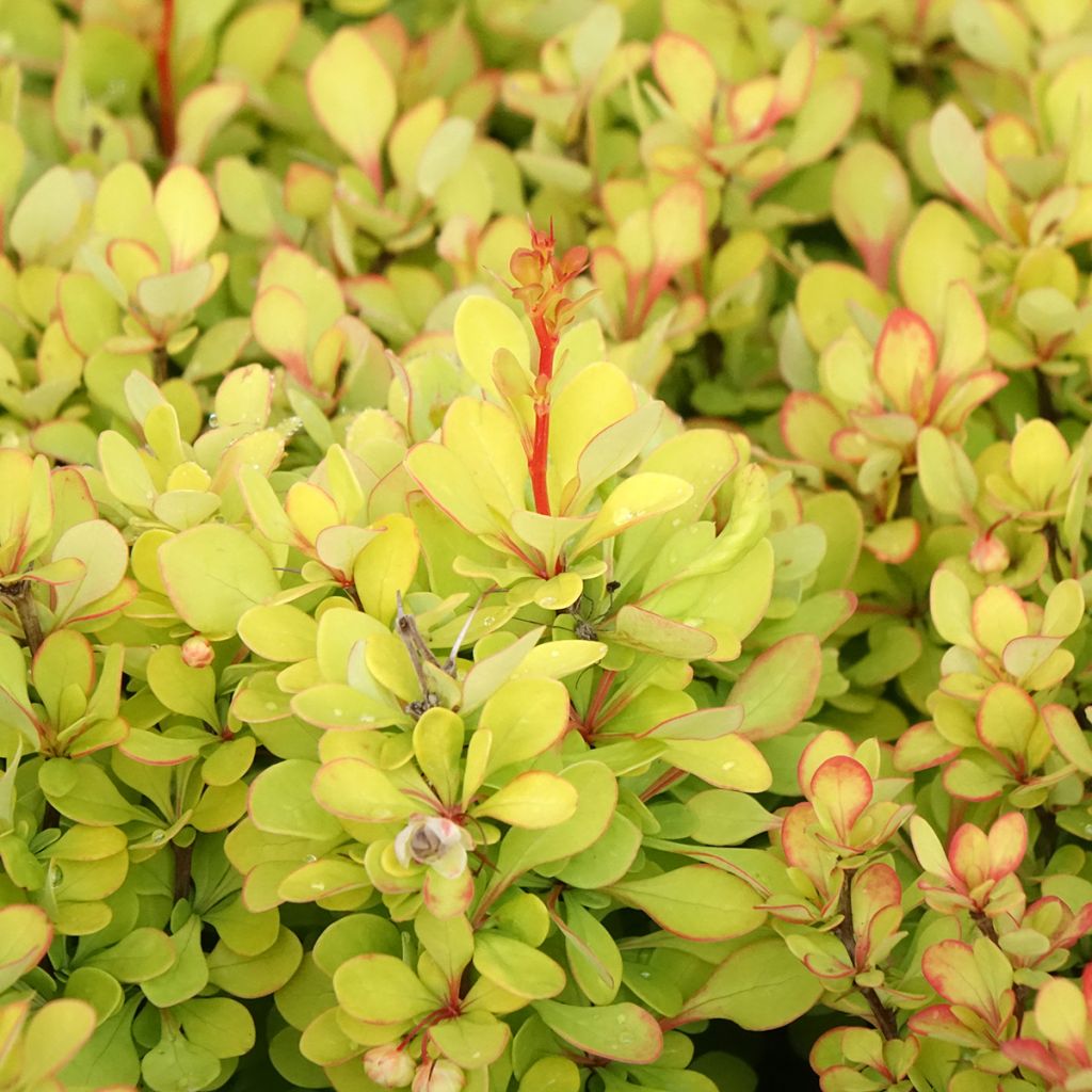Berberis thunbergii Golden Torch - Epine-vinette