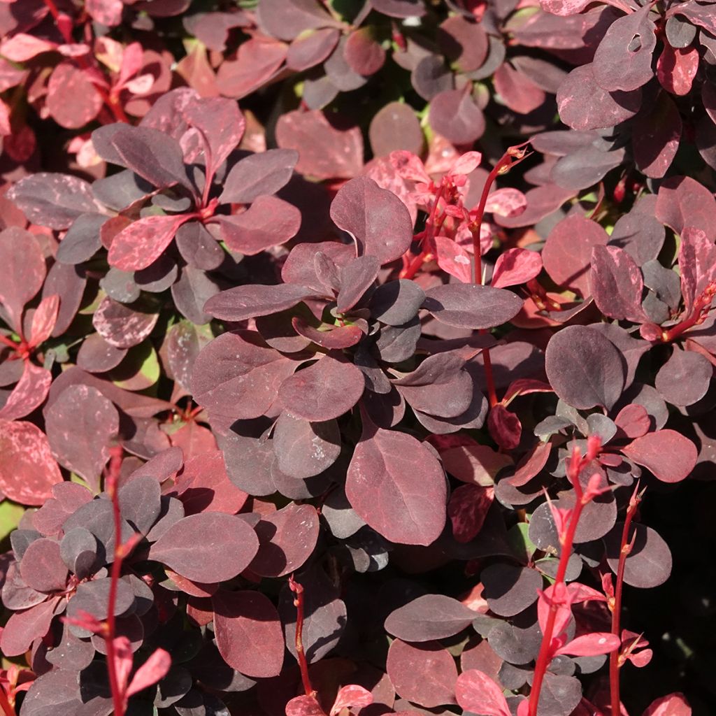 Berberis thunbergii Inspiration - Épine-vinette