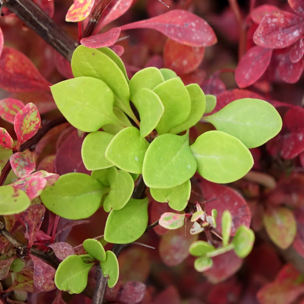 Berberis thunbergii Kelleriis - Epine-vinette
