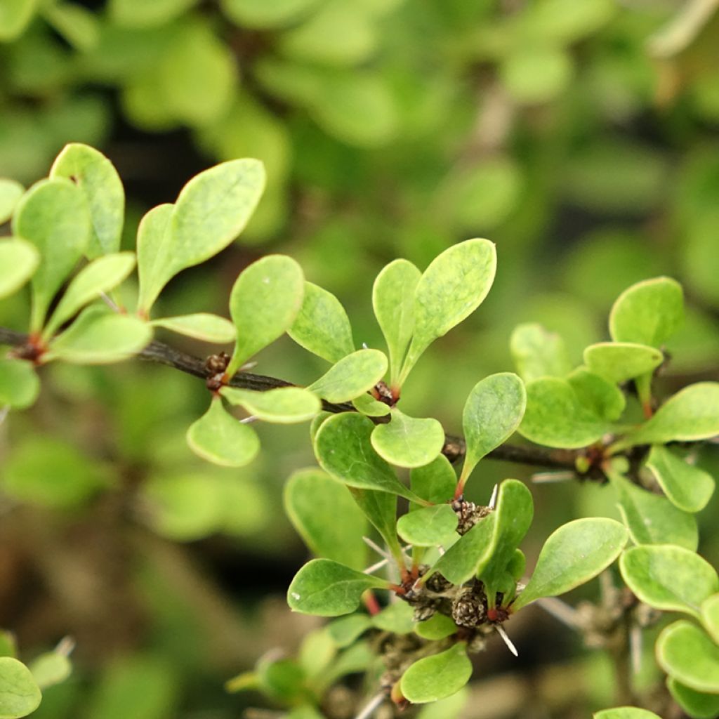 Berberis thunbergii Kobold - Épine-vinette naine
