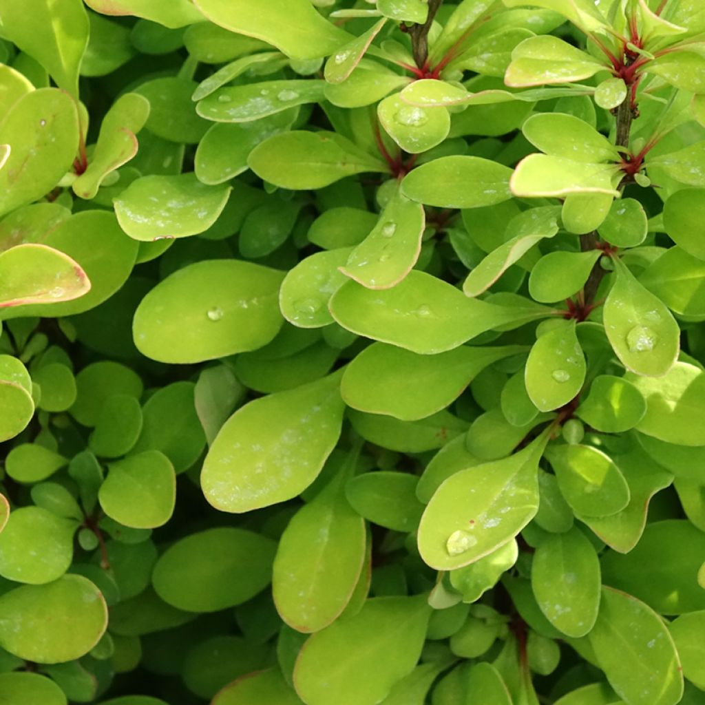 Berberis thunbergii Powwow - Epine-vinette