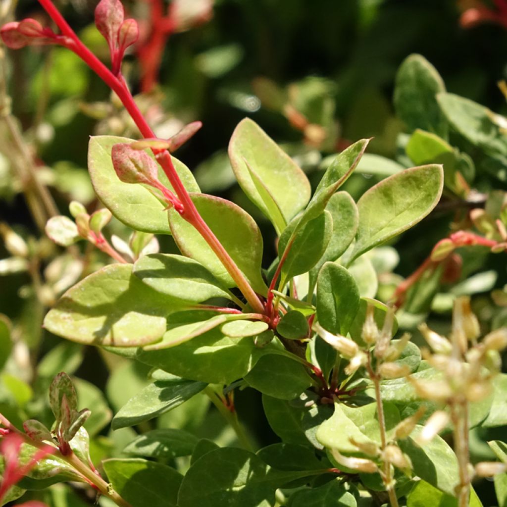 Berberis thunbergii Silver Beauty - Epine-vinette