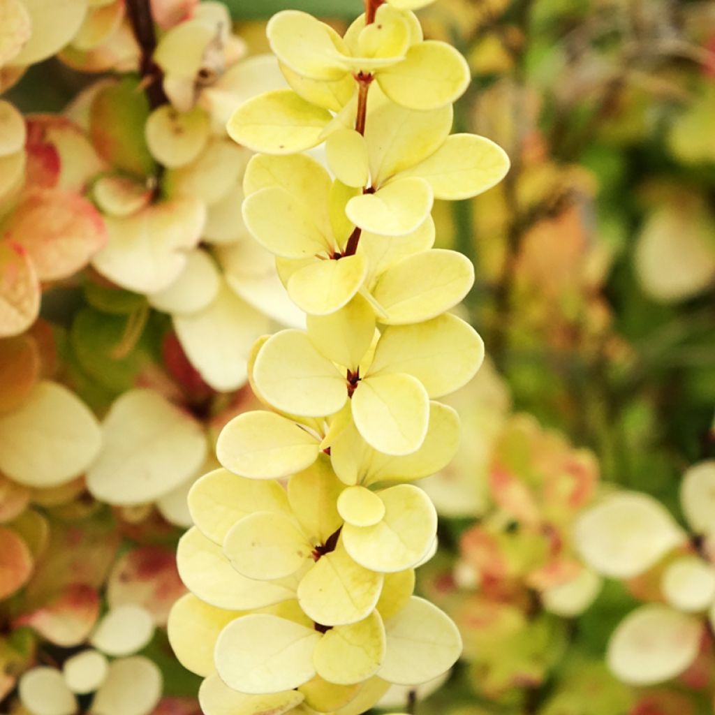 Berberis thunbergii Yellow Tower - Epine-vinette