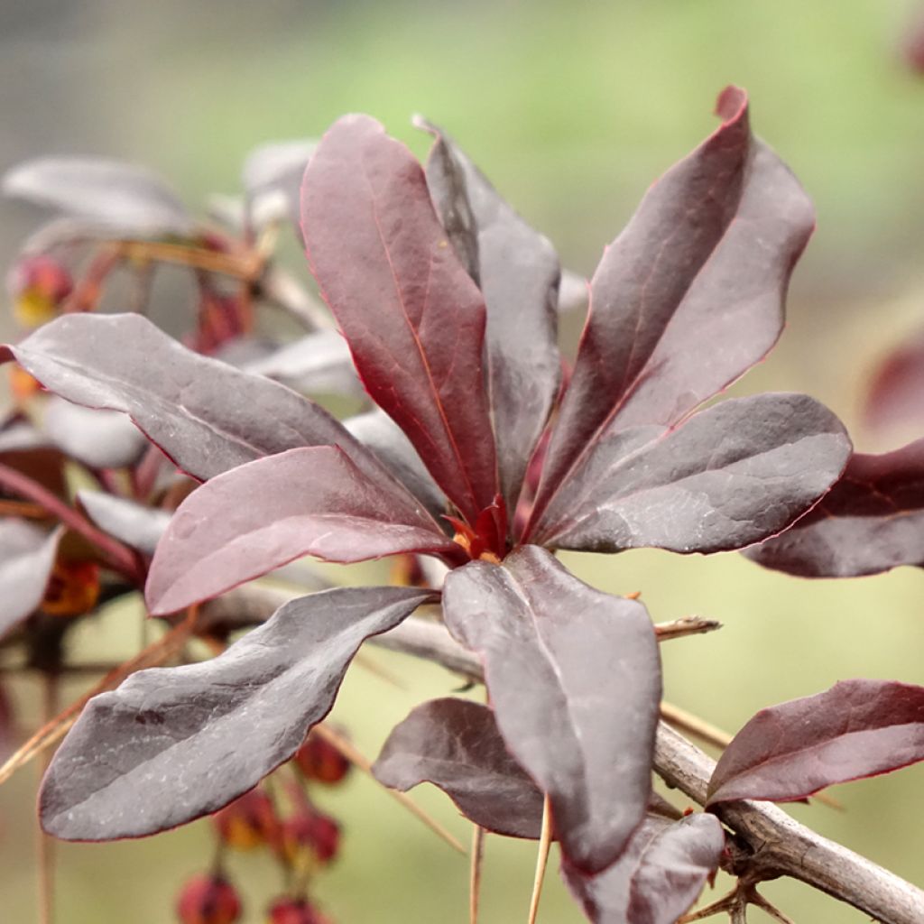 Berberis Thunderbolt® - Epine-vinette