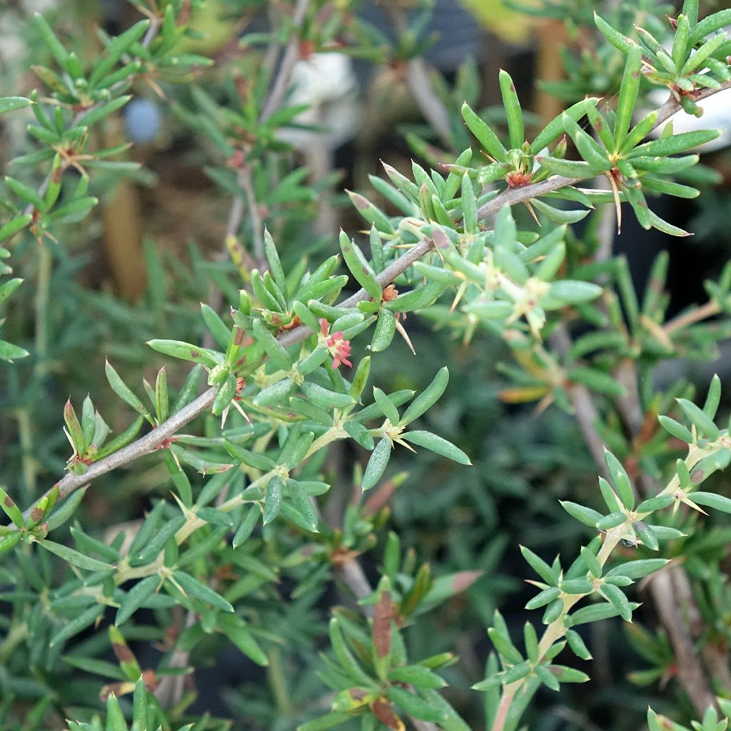 Berberis x stenophylla - Épine-vinette à feuilles étroites 