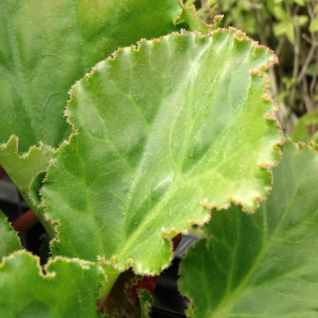Bergenia Ripple Effect