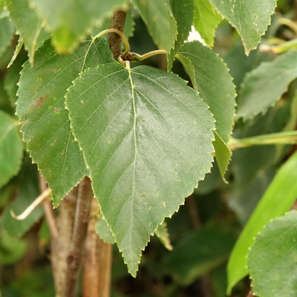 Betula ermanii Holland - Bouleau d'Erman 