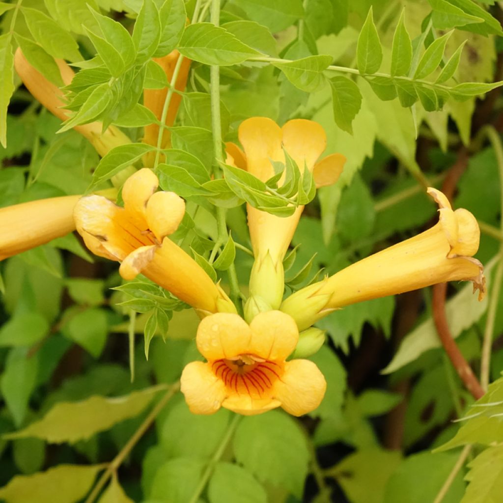 Bignone Golden Trumpet - Campsis x tagliabuana