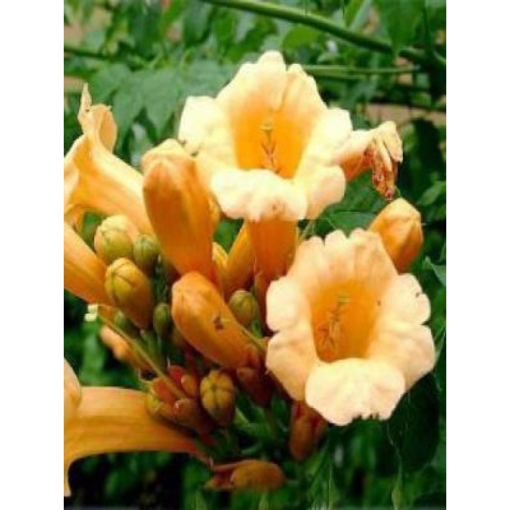 Campsis radicans Yellow Trumpet (= Flava) - Bignone de Virginie