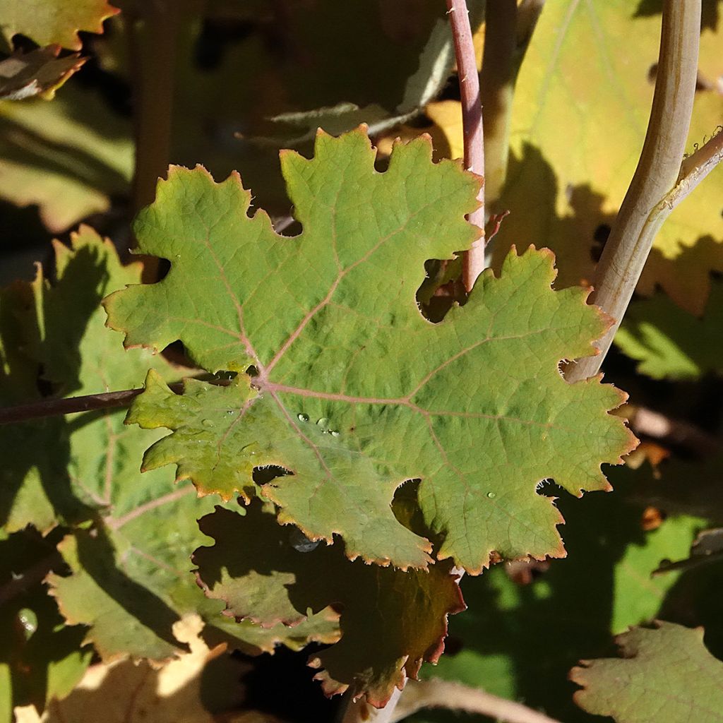 Bocconie Spetchley Ruby - Macleaya microcarpa