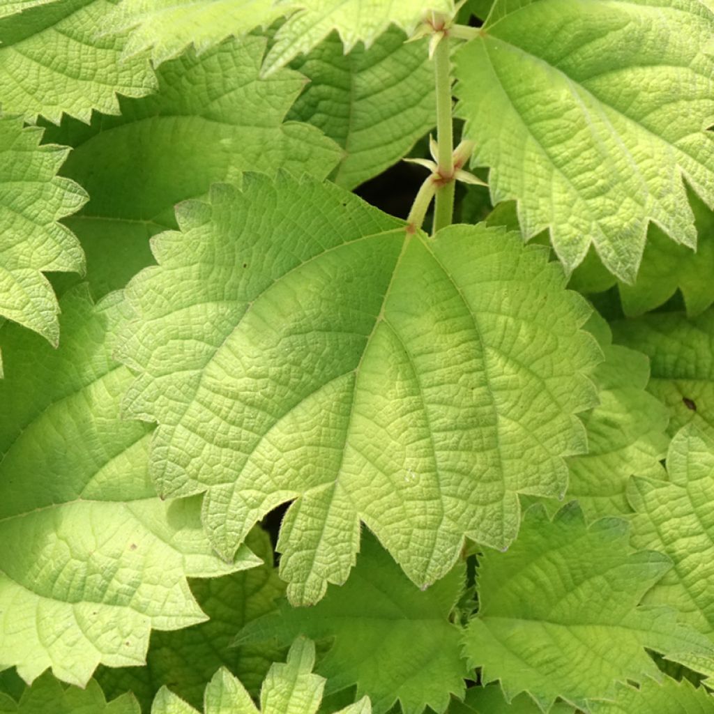 Boehmeria biloba