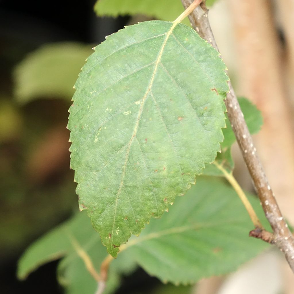 Bouleau de l'Himalaya - Betula utilis jacquemontii