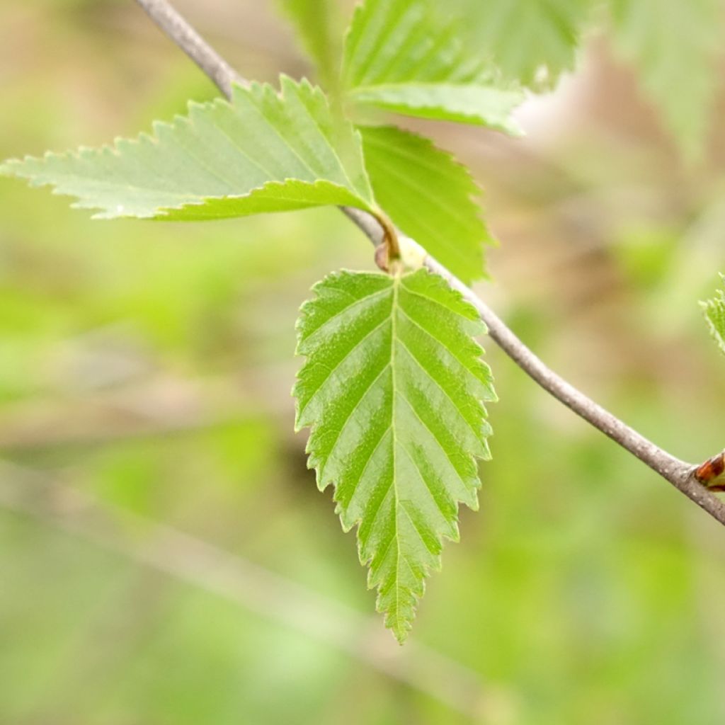 Bouleau pleureur - Betula pendula Long Trunk