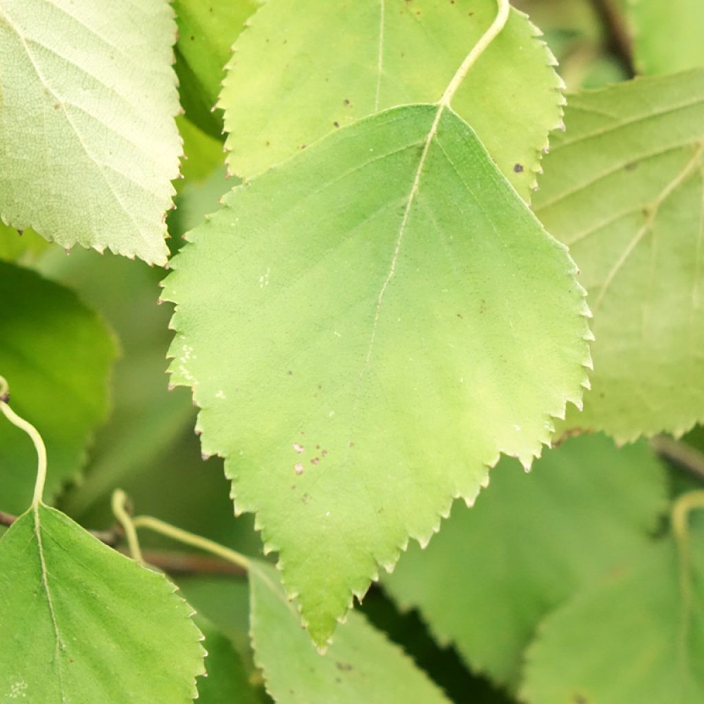 Bouleau tortueux - Betula pendula Spider Alley