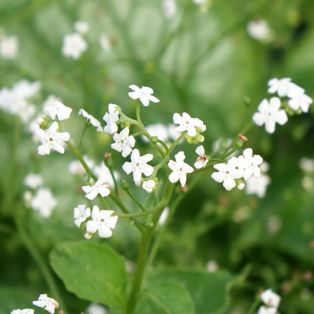 Brunnera macrophylla Mr Morse - Myosotis du Caucase