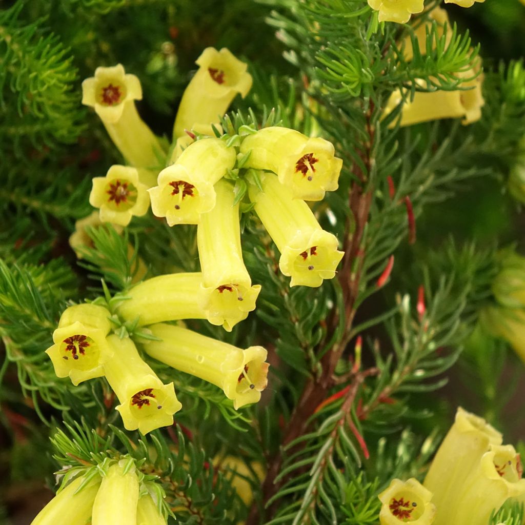 Bruyère arbustive Limoncello - Erica nana