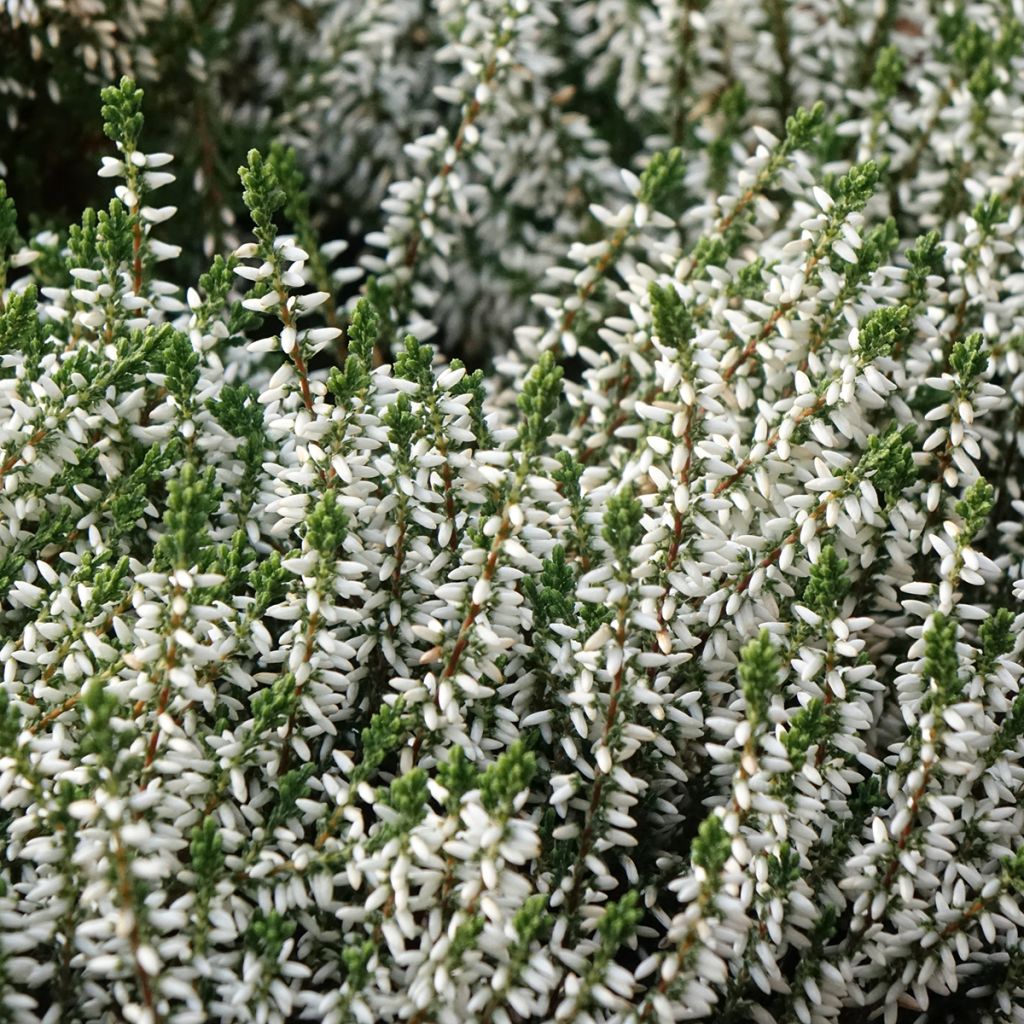 Bruyère d'été - Calluna Garden Girls Alicia