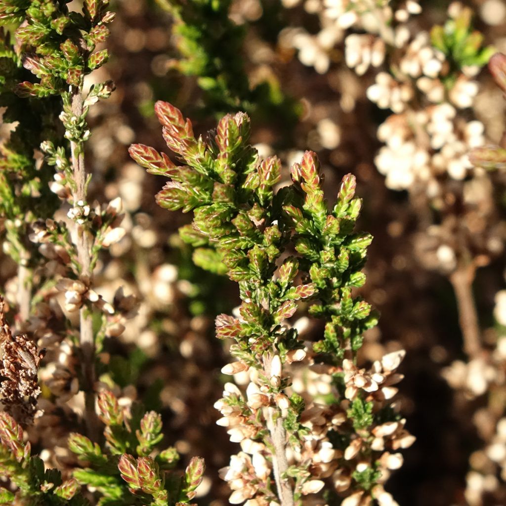 Bruyère d'été - Calluna Garden Girls Amethyst