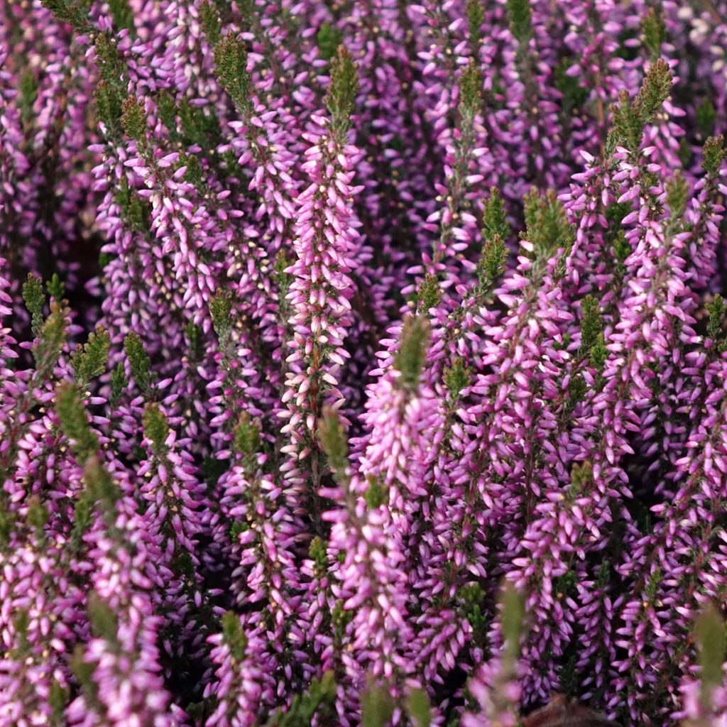 Bruyère d'été - Calluna Garden Girls Lilli