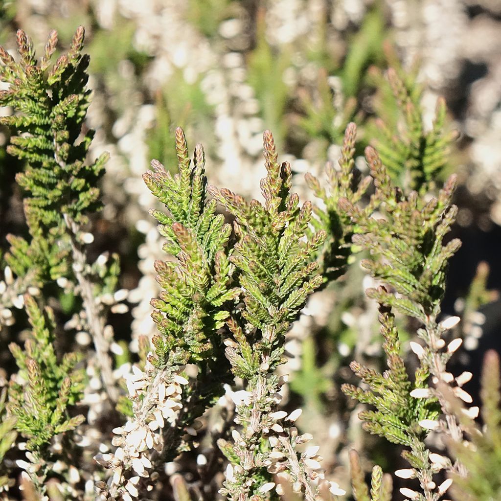 Bruyère d'été - Calluna Garden Girls Lilli