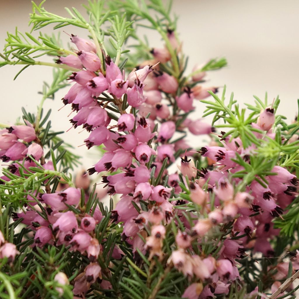 Bruyère d'été - Calluna Garden Girls Pink Bettina