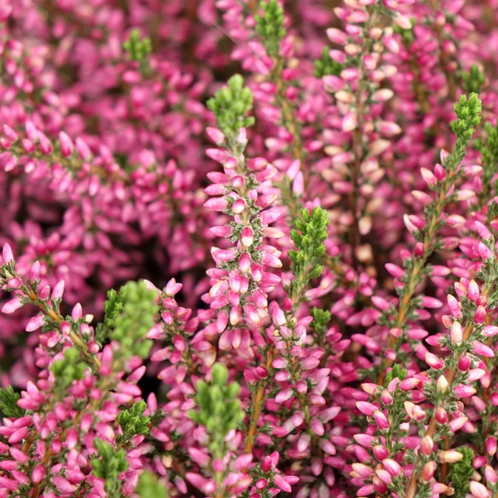 Bruyère d'été - Calluna Garden Girls Rosita