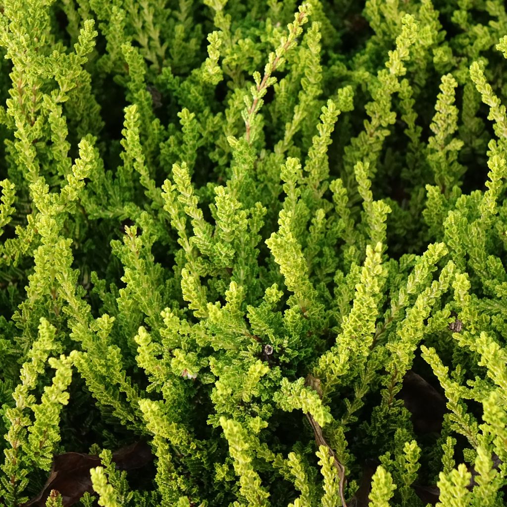 Bruyère d'été - Calluna Garden Girls Zeta