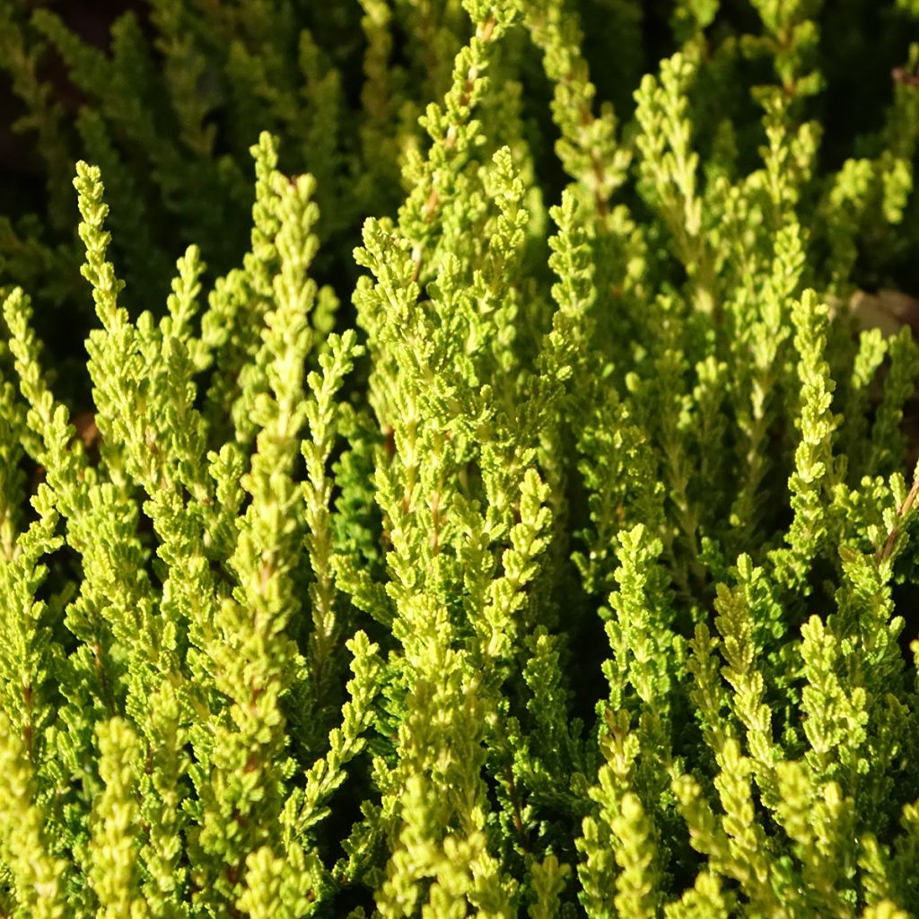 Bruyère d'été - Calluna Garden Girls Zeta