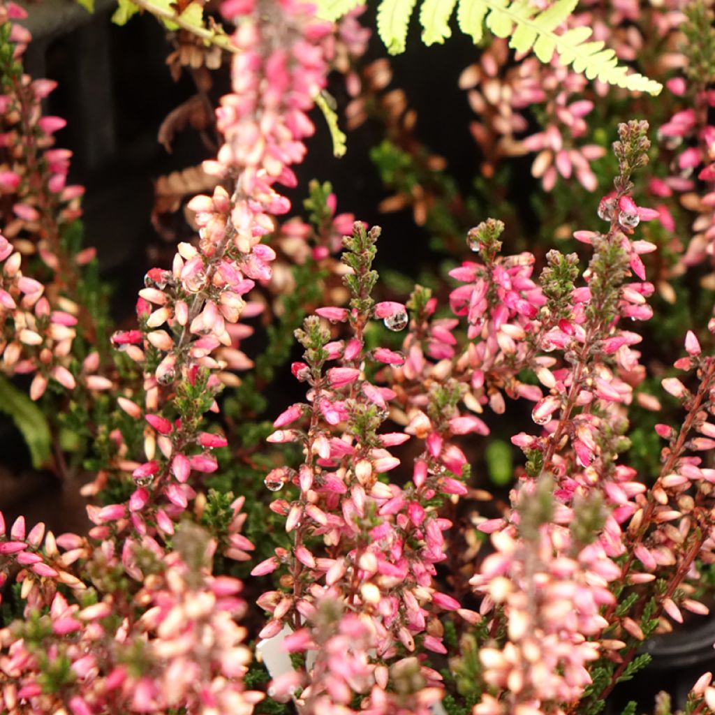 Bruyère d'été - Calluna vulgaris Dark Beauty