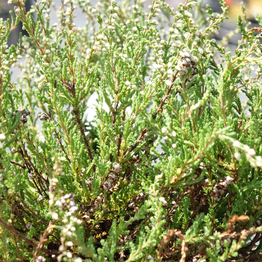 Bruyère d'été - Calluna vulgaris Radnor