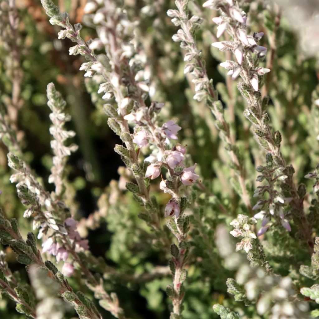 Bruyère d'été - Calluna vulgaris Silver Knight 