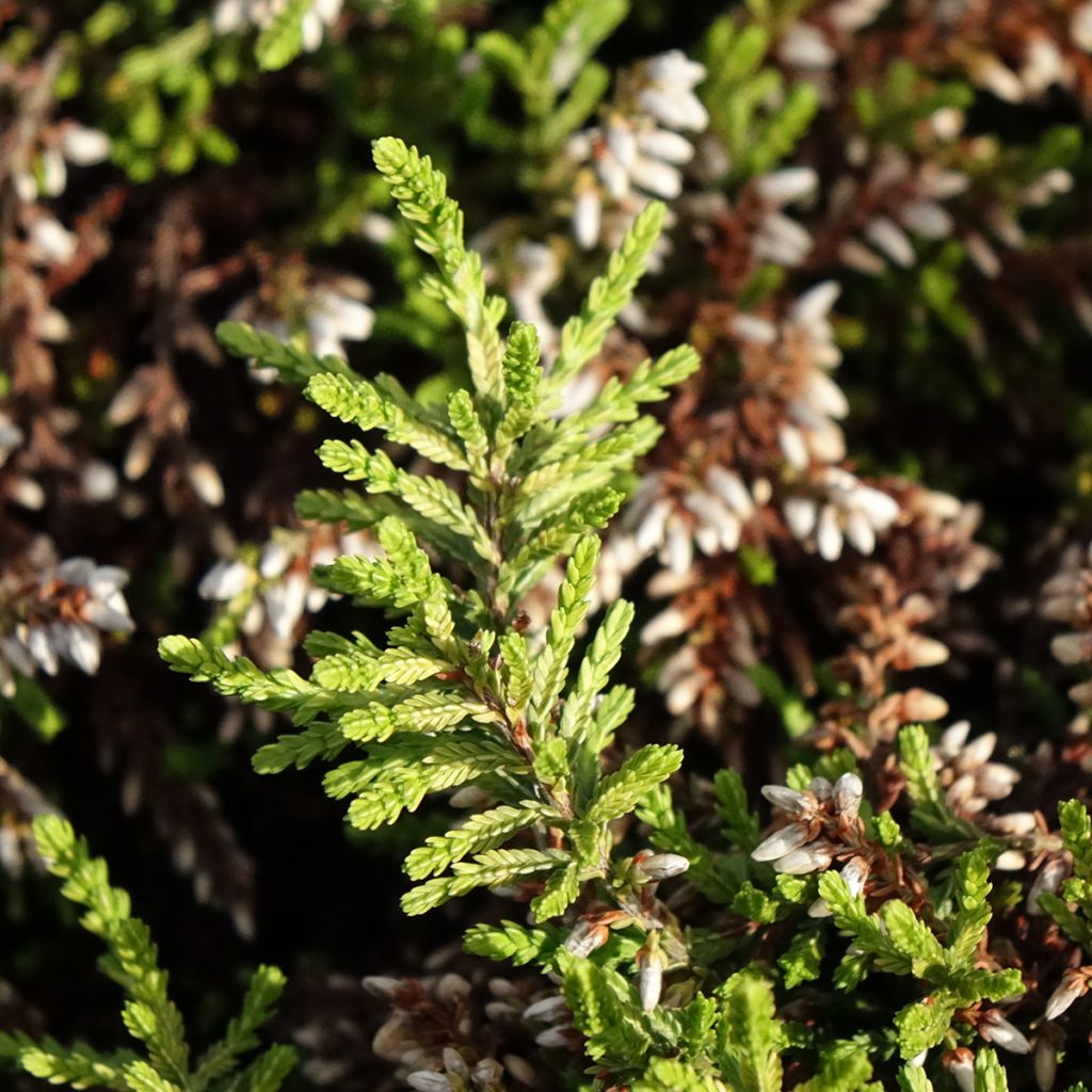 Bruyère d'été retombante - Calluna Rasta Girls Maite