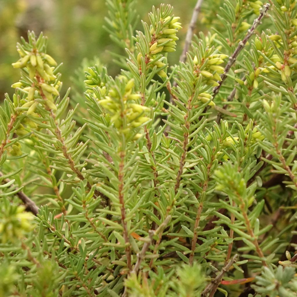 Bruyère d'hiver - Erica x darleyensis Aurélie Bregeon 
