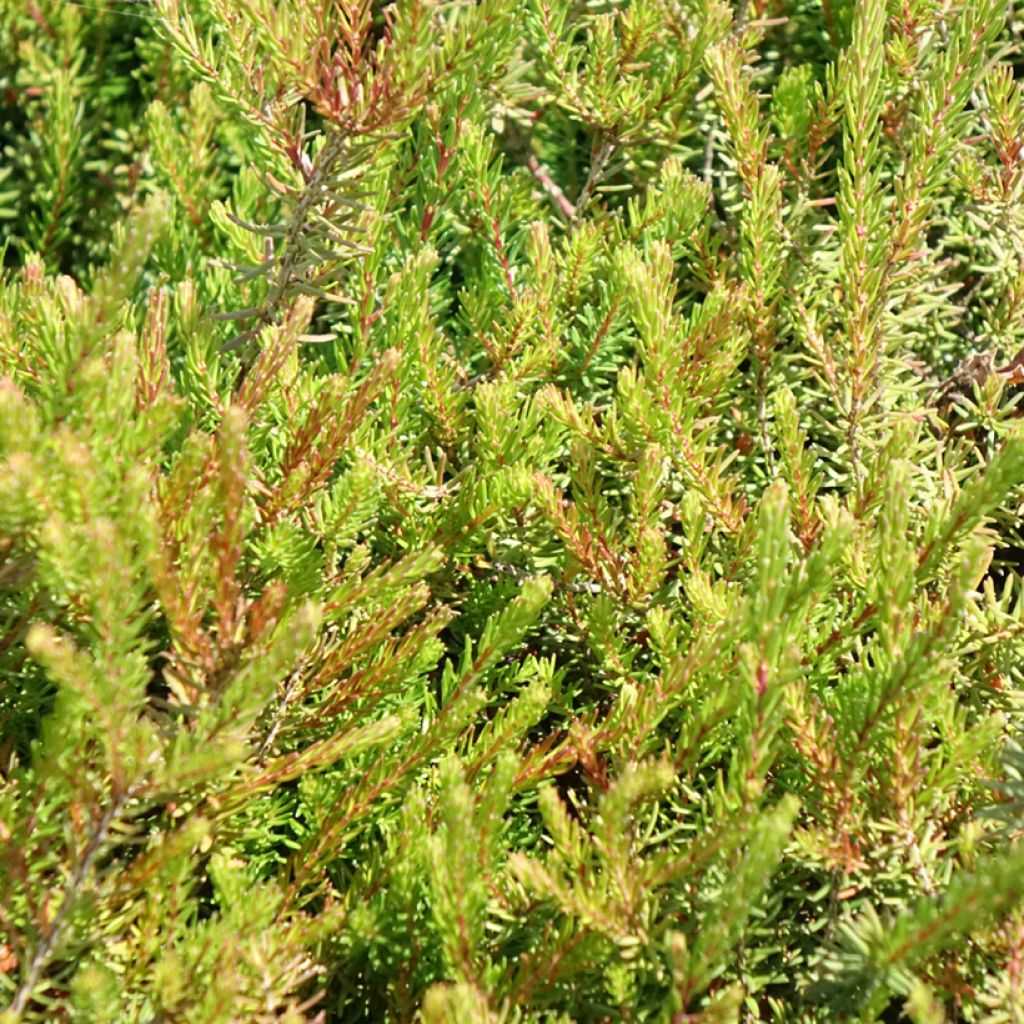 Bruyère d'hiver - Erica x darleyensis J.W. Porter