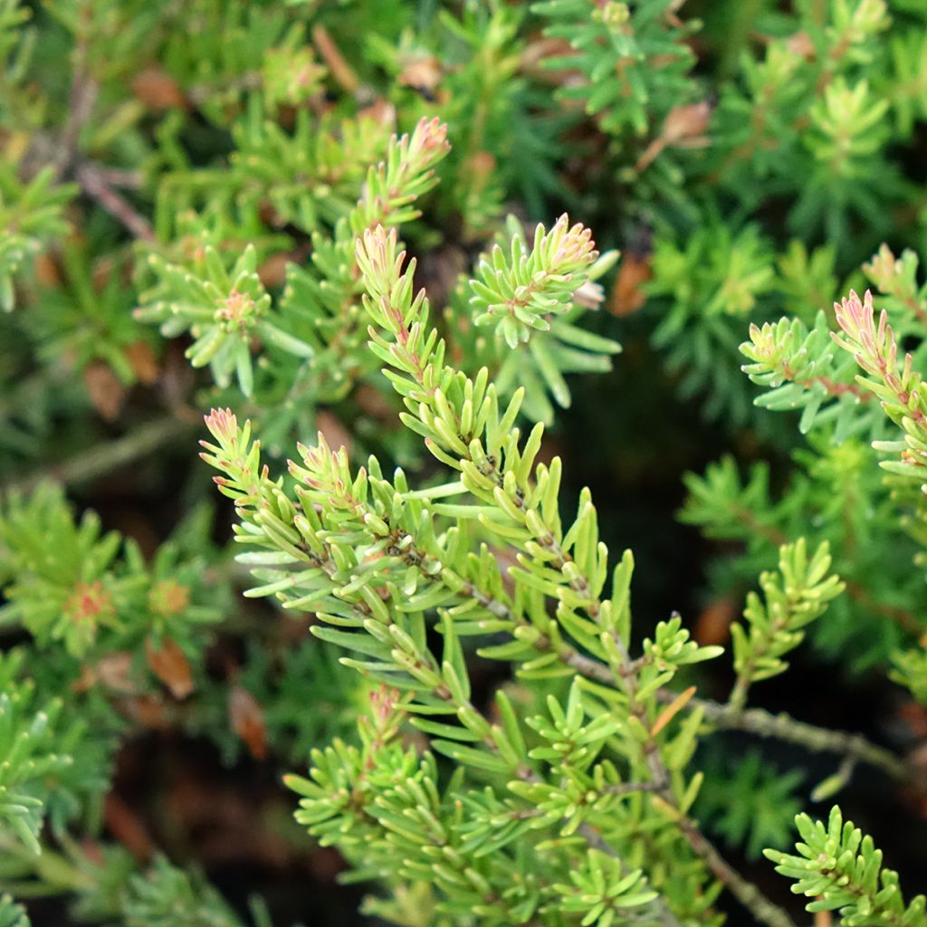 Bruyère de neiges - Erica carnea Ruby Glow