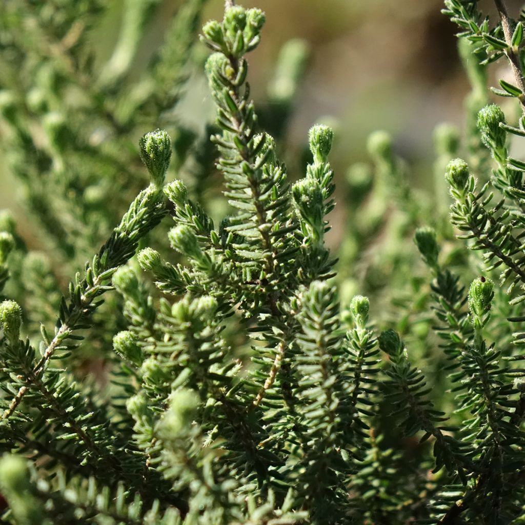 Bruyère des marais - Erica tetralix Alba