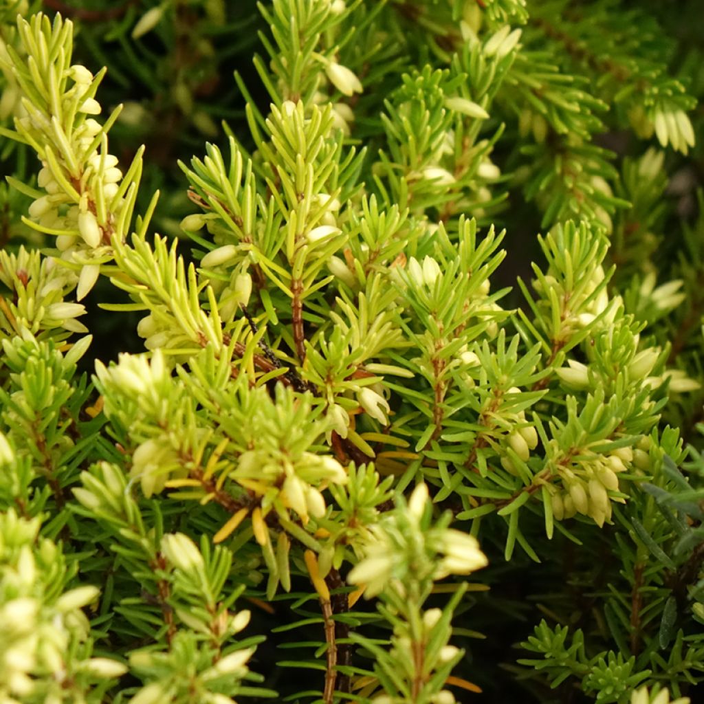 Bruyère des neiges - Erica carnea Isabell 