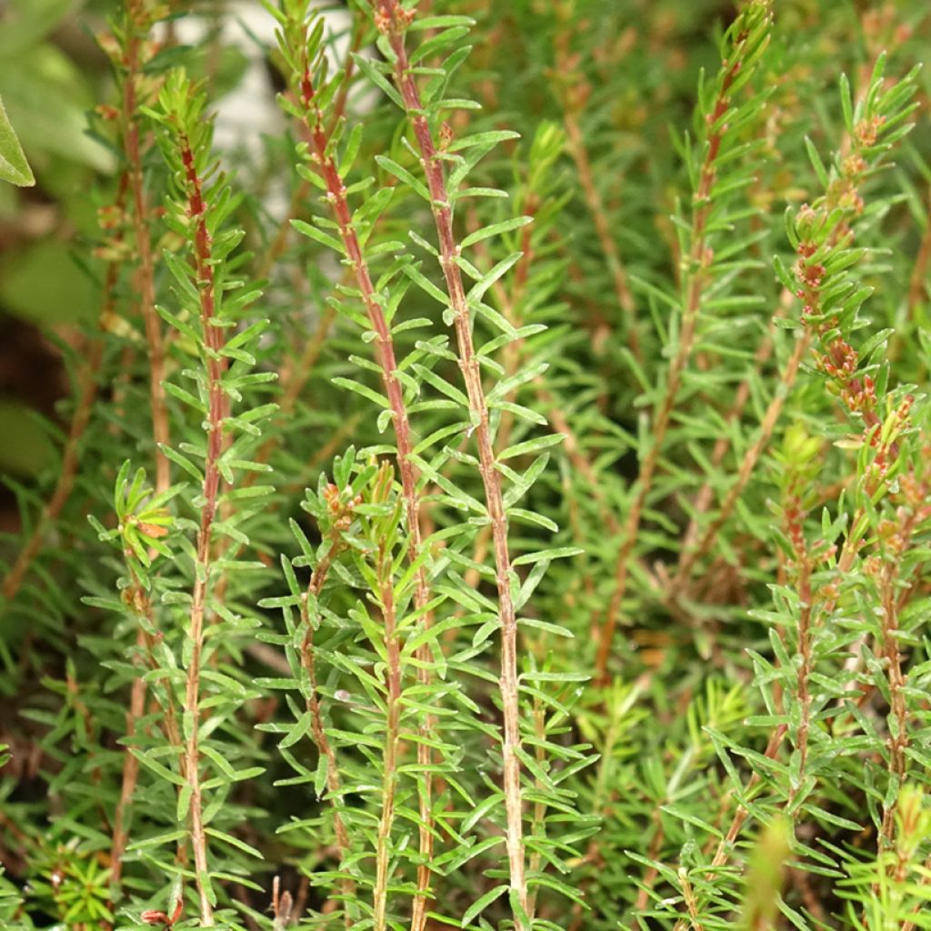 Bruyère des neiges - Erica carnea Myreton Ruby 