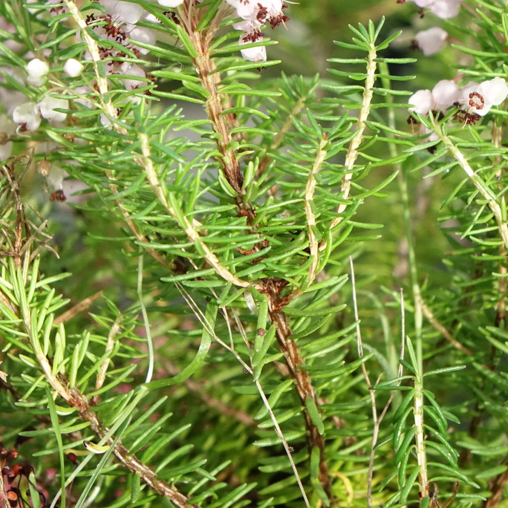 Bruyère vagabonde - Erica vagans Mrs D.F. Maxwell