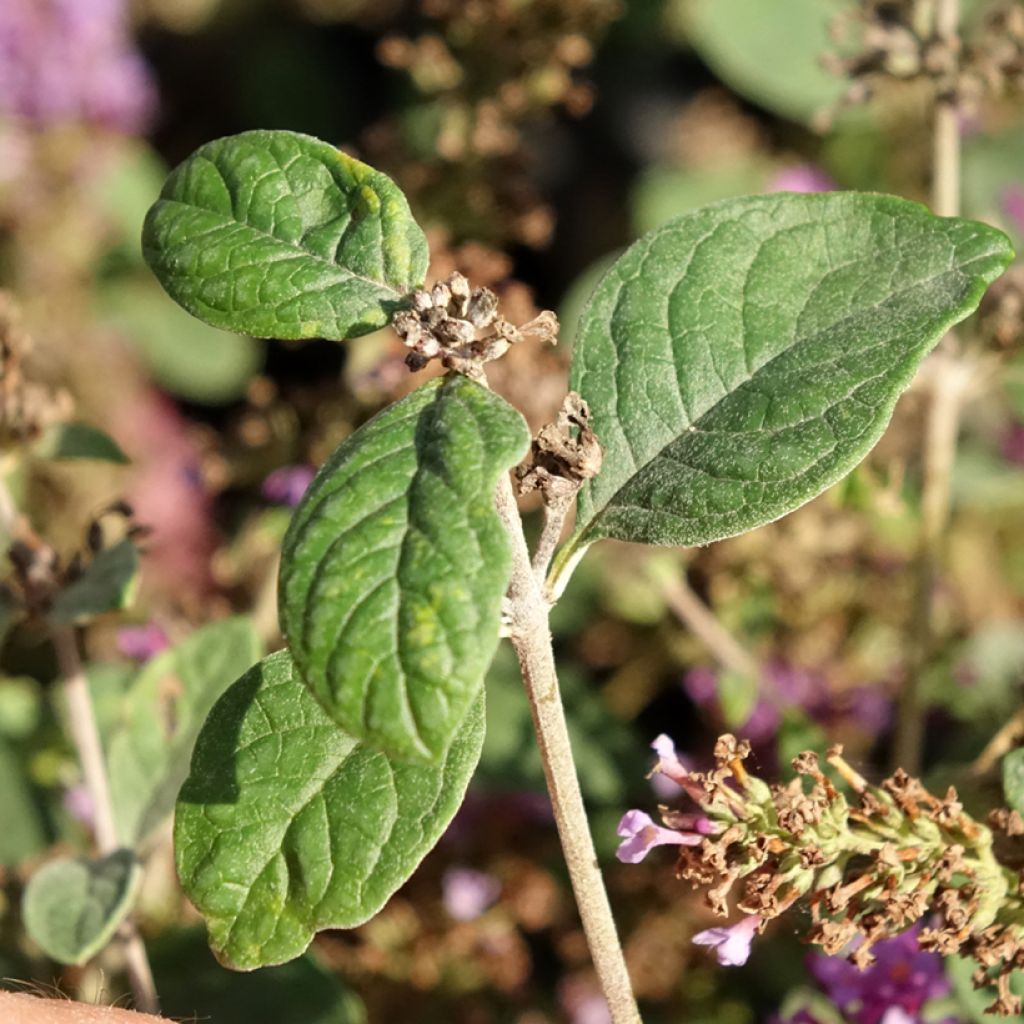 Buddleia Blue Chip Jr - Arbre aux papillons nain