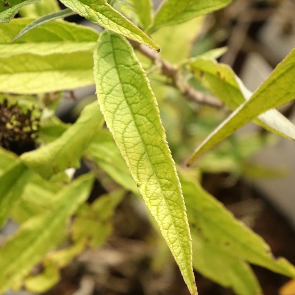 Buddleia davidii Purple Emperor - Arbre aux papillons