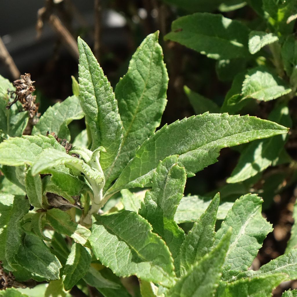 Buddleia davidii Tiny Buddy Deep Blue - Arbre aux papillons nain