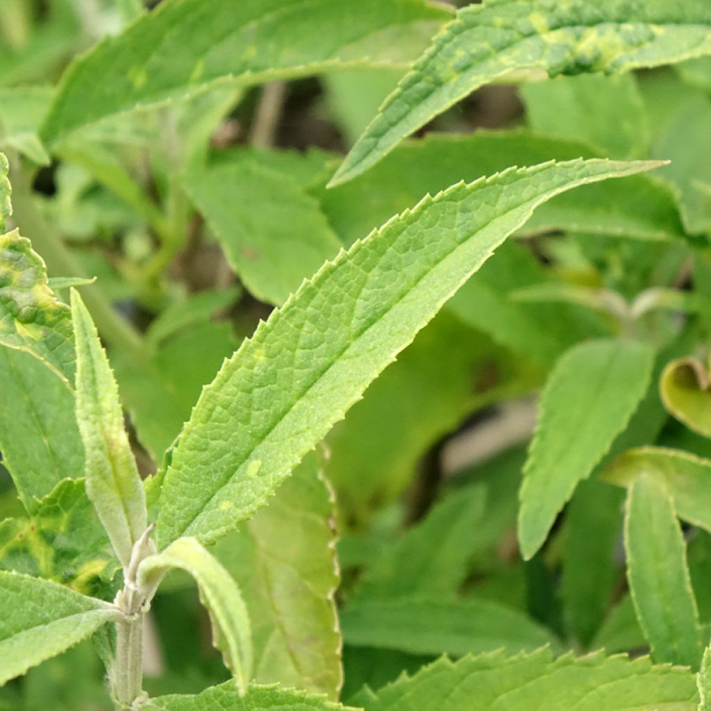 Buddleia davidii White Profusion - Arbre aux papillons
