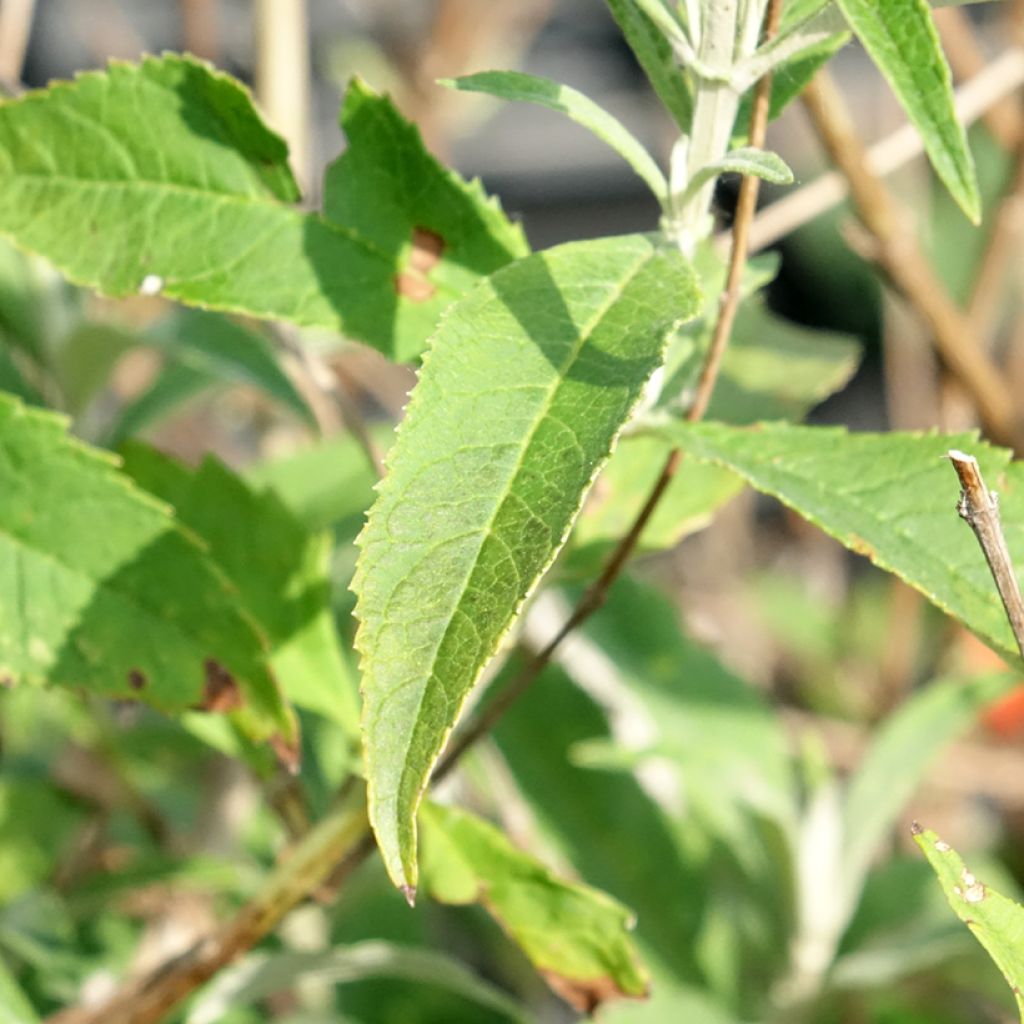 Buddleia davidii White Profusion - Arbre aux papillons