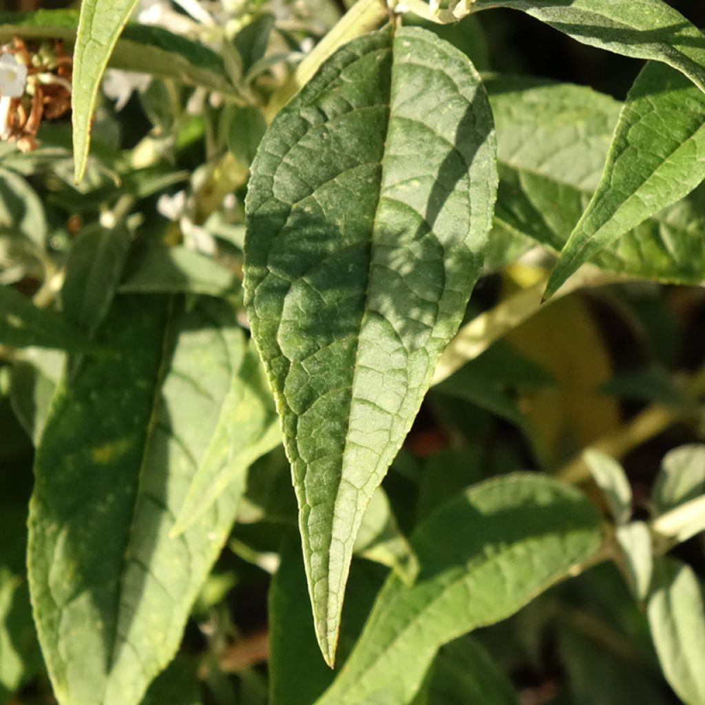 Buddleja davidii Argus White - Arbre aux papillons