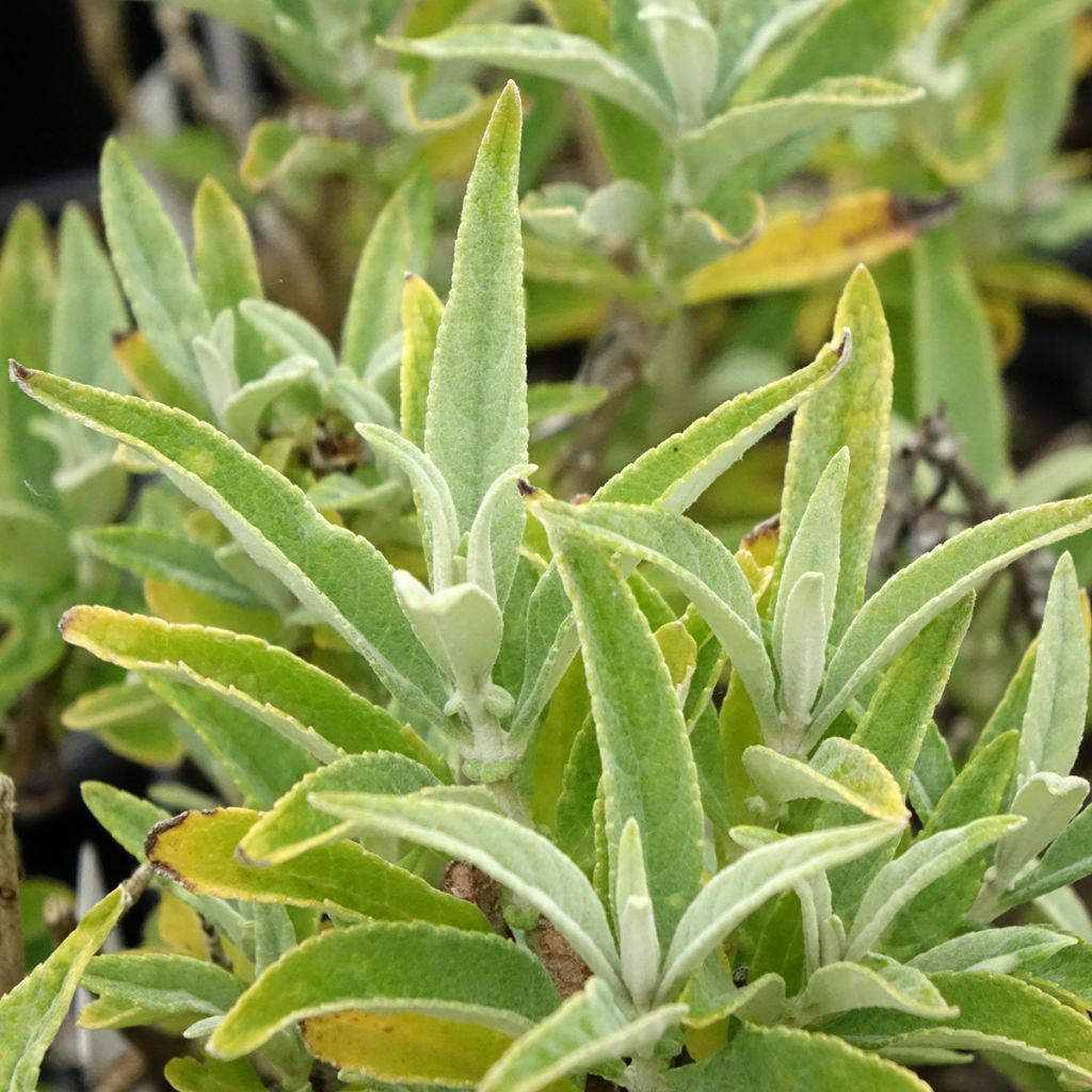 Buddleja davidii Butterfly Candy Little White - Arbre aux papillons nain