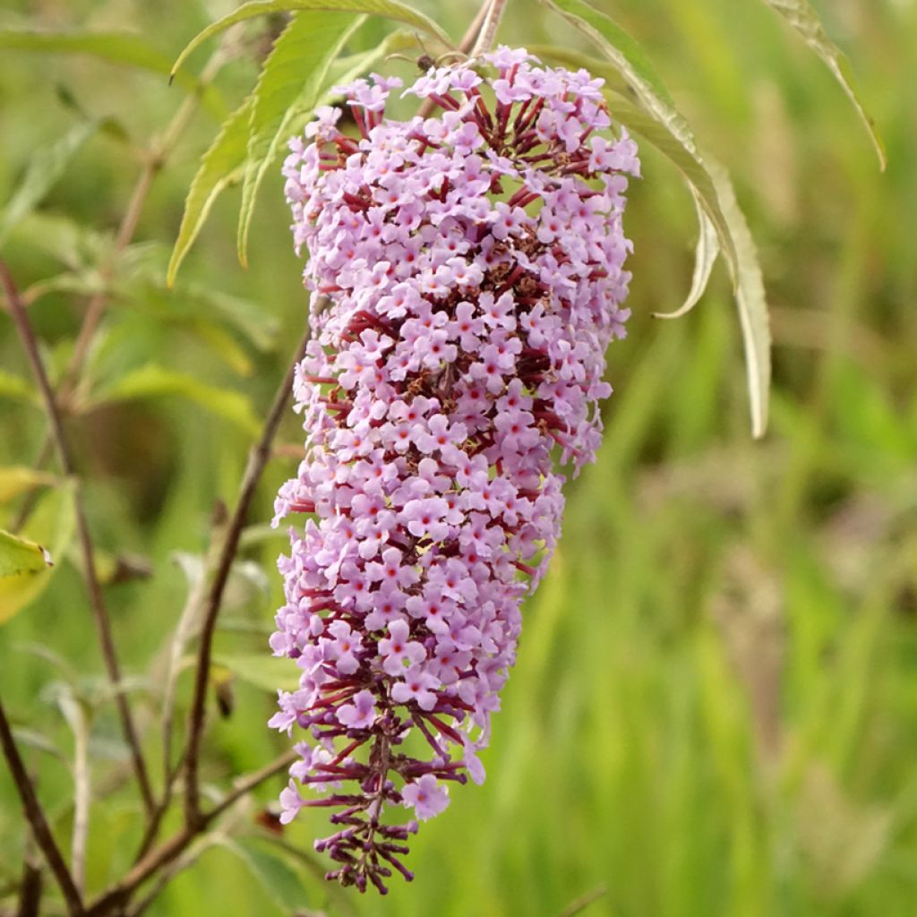 Buddleja Wisteria Lane - Arbre à papillons