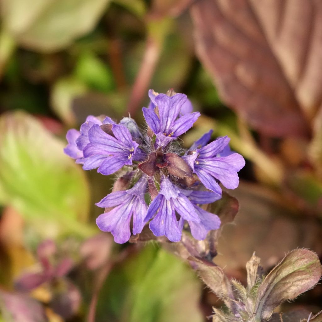 Bugle rampante - Ajuga reptans Catlin's Giant