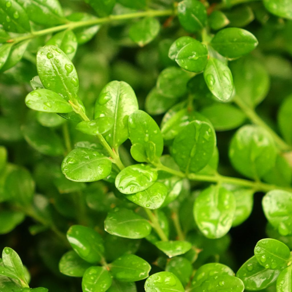 Buis - Buxus microphylla Faulkner 