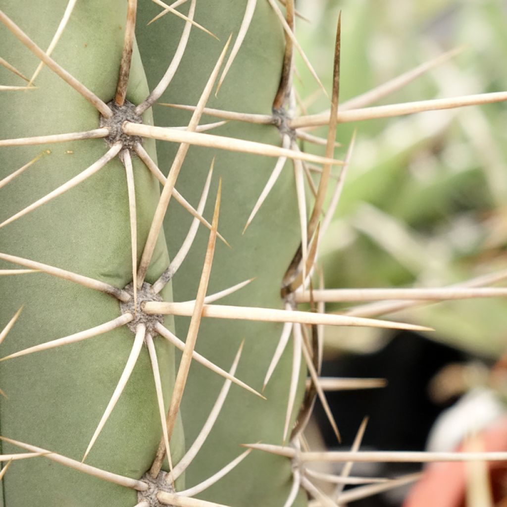 Cactus candélabre - Echinopsis pasacana